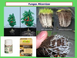 Fungos Micorrizas
 