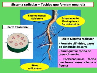Sistema radicular – Tecidos que formam uma raiz
Pêlos
radiculares
Externamente:
Epiderme Internamente:
Parênquima e
Esclerênquima
- Parênquima: tecido de
preenchimento
- Esclerênquima: tecido
que forma vasos xilema e
floema
- Raiz = Sistema radicular
- Formato cilíndrico, vasos
de condução de seiva
Corte transversal
 