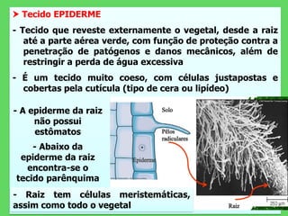  Tecido EPIDERME
- Tecido que reveste externamente o vegetal, desde a raiz
até a parte aérea verde, com função de proteção contra a
penetração de patógenos e danos mecânicos, além de
restringir a perda de água excessiva
- É um tecido muito coeso, com células justapostas e
cobertas pela cutícula (tipo de cera ou lipídeo)
- A epiderme da raiz
não possui
estômatos
- Abaixo da
epiderme da raiz
encontra-se o
tecido parênquima
- Raiz tem células meristemáticas,
assim como todo o vegetal
 