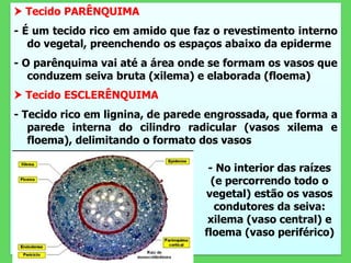  Tecido PARÊNQUIMA
- É um tecido rico em amido que faz o revestimento interno
do vegetal, preenchendo os espaços abaixo da epiderme
- O parênquima vai até a área onde se formam os vasos que
conduzem seiva bruta (xilema) e elaborada (floema)
 Tecido ESCLERÊNQUIMA
- Tecido rico em lignina, de parede engrossada, que forma a
parede interna do cilindro radicular (vasos xilema e
floema), delimitando o formato dos vasos
- No interior das raízes
(e percorrendo todo o
vegetal) estão os vasos
condutores da seiva:
xilema (vaso central) e
floema (vaso periférico)
 