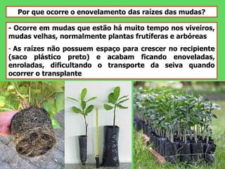 Por que ocorre o enovelamento das raízes das mudas?
- Ocorre em mudas que estão há muito tempo nos viveiros,
mudas velhas, normalmente plantas frutíferas e arbóreas
- As raízes não possuem espaço para crescer no recipiente
(saco plástico preto) e acabam ficando enoveladas,
enroladas, dificultando o transporte da seiva quando
ocorrer o transplante
 