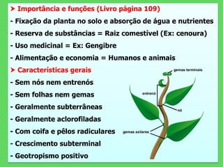  Importância e funções (Livro página 109)
- Fixação da planta no solo e absorção de água e nutrientes
- Reserva de substâncias = Raiz comestível (Ex: cenoura)
- Uso medicinal = Ex: Gengibre
- Alimentação e economia = Humanos e animais
 Características gerais
- Sem nós nem entrenós
- Sem folhas nem gemas
- Geralmente subterrâneas
- Geralmente aclorofiladas
- Com coifa e pêlos radiculares
- Crescimento subterminal
- Geotropismo positivo
 