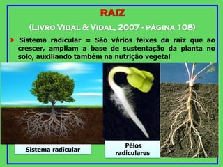 RAIZ
(Livro Vidal & Vidal, 2007 - página 108)
 Sistema radicular = São vários feixes da raiz que ao
crescer, ampliam a base de sustentação da planta no
solo, auxiliando também na nutrição vegetal
Sistema radicular
Pêlos
radiculares
 