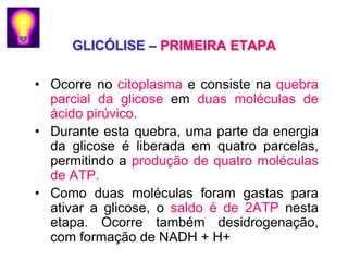 GLICÓLISE – PRIMEIRA ETAPA

• Ocorre no citoplasma e consiste na quebra
  parcial da glicose em duas moléculas de
  ácido pirúvico.
• Durante esta quebra, uma parte da energia
  da glicose é liberada em quatro parcelas,
  permitindo a produção de quatro moléculas
  de ATP.
• Como duas moléculas foram gastas para
  ativar a glicose, o saldo é de 2ATP nesta
  etapa. Ocorre também desidrogenação,
  com formação de NADH + H+
 