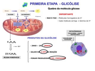 PRIMEIRA ETAPA - GLICÓLISE
                                                   Quebra da molécula glicose

   GLICOSE          AC.PIRUVICO                                 IMPORTANTE
                                                 – NAD E FAD - Moléculas Carregadora de H+
                                                              - Cada molécula carrega 2 átomos de H+




                                                                            MITOCÔNDRIAS
                                                                           CICLO KREBS – CADEIA
                                                                              RESPIRATÓRIA


                            PRODUTOS DA GLICÓLISE                    HIALOPLASMA
                                                                      GLICÓLISE

   C 6H12O6
                                  - 2NAD + 2H2 = 2NADH2
              4H+


                              - SALDO DE 2 ATP NA REAÇÃO
 (2) C3H4O3
ÁCIDO PIRÚVICO                - FORAM PRODUZIDOS 2 AC. PIRÚVICOS
 