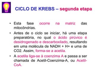 CICLO DE KREBS – segunda etapa


• Esta    fase     ocorre   na   matriz   das
  mitocôndrias.
• Antes de o ciclo se iniciar, há uma etapa
  preparatória, no qual o ácido pirúvico é
  desidrogenado e descarboxilado, resultando
  em uma molécula de NADH + H+ e uma de
  CO2. Assim, forma-se a acetila.
• A acetila liga-se à coenzima A e passa a ser
  chamada de Acetil-Coenzima-A, ou Acetil-
  CoA.
 