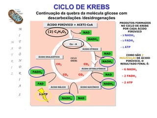 CICLO DE KREBS
         Continuação da quebra da molécula glicose com
               descarboxilações /desidrogenações
                                                                         PRODUTOS FORMADOS
                 ÁCIDO PIRÚVICO + ACETI-CoA                               NO CICLO DE KREBS
    M                                                                      POR CADA ÁCIDO
                   (2) C3H4O3                    NAD                          PIRÚVICO
    I                                                                    -3   NADH2
                                                     NADH2
    T                                                                    -1   FADH2
M
                                     Co - A
    O                                                                    -1   ATP
A                                               ÁCIDO CÍTRICO


T   Ô                                                            NAD
                                                                             COMO SÃO 2
           ÁCIDO OXALACÉTICO
                                                                         MOLÉCULAS DE ÁCIDO
R   N                                                            NADH2      PIRÚVICO, O
                         CO2                     CO2                     RESULTADO FINAL É:
I   D                                           ÁCIDO CETOGLUTÁRICO       - 6 NADH2
    R   FADH2
Z                              CO2            CO2                 NAD     - 2 FADH2
    I
                                                                          - 2 ATP
          FAD                                                    NADH2
    A               ÁCIDO MÁLICO               ÁCIDO SUCCÍNICO



    S      1-ATP
                               NADH2          NAD
 