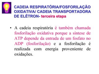 CADEIA RESPIRATÓRIA/FOSFORILAÇÃO
  OXIDATIVA/ CADEIA TRANSPORTADORA
  DE ELÉTRON- terceira etapa


• A cadeia respiratória é também chamada
  fosforilação oxidativa porque a síntese de
  ATP depende da entrada de um fosfato no
  ADP (fosforilação) e a fosforilação é
  realizada com energia proveniente de
  oxidações.
 