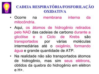 CADEIA RESPIRATÓRIA/FOSFORILAÇÃO
               OXIDATIVA
• Ocorre    na    membrana       interna   da
  mitocôndria.
• Aqui, os átomos de hidrogênio retirados
  pelo NAD das cadeias de carbono durante a
  glicólise e o Ciclo de Krebs são
  transportados   por     várias    moléculas
  intermediárias até o oxigênio, formando
  água e grande quantidade de ATP.
• Na realidade não são transportados átomos
  de hidrogênio, mas sim seus elétrons,
  obtidos da quebra do hidrogênio em elétron
  e H+.
 