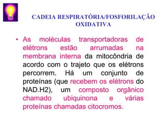 CADEIA RESPIRATÓRIA/FOSFORILAÇÃO
                 OXIDATIVA

• As moléculas transportadoras de
  elétrons    estão    arrumadas      na
  membrana interna da mitocôndria de
  acordo com o trajeto que os elétrons
  percorrem. Há um conjunto de
  proteínas (que recebem os elétrons do
  NAD.H2), um composto orgânico
  chamado      ubiquinona   e     várias
  proteínas chamadas citocromos.
 