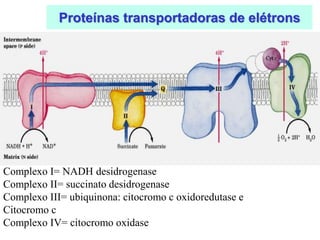 Proteínas transportadoras de elétrons




Complexo I= NADH desidrogenase
Complexo II= succinato desidrogenase
Complexo III= ubiquinona: citocromo c oxidoredutase e
Citocromo c
Complexo IV= citocromo oxidase
 