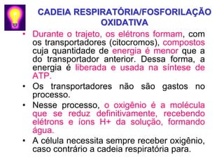 CADEIA RESPIRATÓRIA/FOSFORILAÇÃO
                      OXIDATIVA
•   Durante o trajeto, os elétrons formam, com
    os transportadores (citocromos), compostos
    cuja quantidade de energia é menor que a
    do transportador anterior. Dessa forma, a
    energia é liberada e usada na síntese de
    ATP.
•   Os transportadores não são gastos no
    processo.
•   Nesse processo, o oxigênio é a molécula
    que se reduz definitivamente, recebendo
    elétrons e íons H+ da solução, formando
    água.
•   A célula necessita sempre receber oxigênio,
    caso contrário a cadeia respiratória para.
 