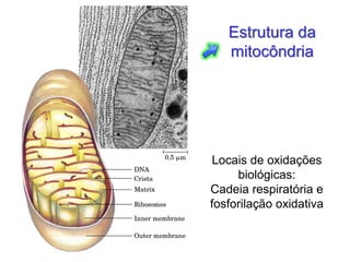 Estrutura da
   mitocôndria




 Locais de oxidações
     biológicas:
Cadeia respiratória e
fosforilação oxidativa
 