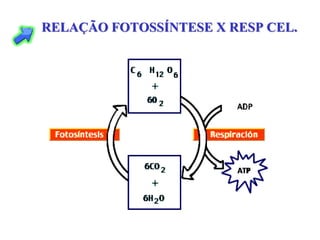 RELAÇÃO FOTOSSÍNTESE X RESP CEL.
 