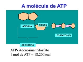 A molécula de ATP

           Adenina



                     RIBOSE
         ADENINA

                     Ribose


                                     Fosfatos (3)
                              FOSFATOS (3)

      Adenosina




       ADENOSINA

ATP- Adenosina trifosfato
1 mol de ATP = 18.200kcal
 