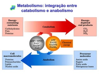 Metabolismo: integração entre
 catabolismo e anabolismo
 