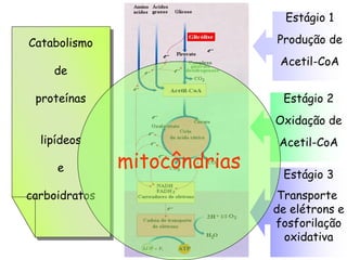 Estágio 1

Catabolismo                   Produção de
                               Acetil-CoA
    de

 proteínas                     Estágio 2
                              Oxidação de
  lipídeos                     Acetil-CoA

     e         mitocôndrias    Estágio 3
carboidratos                   Transporte
                              de elétrons e
                              fosforilação
                                oxidativa
 