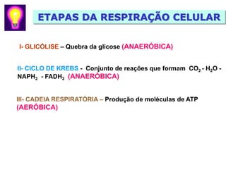 ETAPAS DA RESPIRAÇÃO CELULAR


I- GLICÓLISE – Quebra da glicose (ANAERÓBICA)


II- CICLO DE KREBS - Conjunto de reações que formam CO2 - H2O -
NAPH2 - FADH2 (ANAERÓBICA)


III- CADEIA RESPIRATÓRIA – Produção de moléculas de ATP
(AERÓBICA)
 