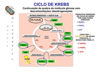 CICLO DE KREBS
Continuação da quebra da molécula glicose com
descarboxilações /desidrogenações
ÁCIDO PIRÚVICO + ACETI-CoA
ÁCIDO CÍTRICO
ÁCIDO CETOGLUTÁRICO
ÁCIDO SUCCÍNICO
ÁCIDO MÁLICO
ÁCIDO OXALACÉTICO
NADH2
FADH2
NADH2
NAD
CO2
CO2
CO2
CO2
1-ATP
PRODUTOS FORMADOS
NO CICLO DE KREBS
POR CADA ÁCIDO
PIRÚVICO
- 3 NADH2
- 1 FADH2
- 1 ATP
COMO SÃO 2
MOLÉCULAS DE ÁCIDO
PIRÚVICO, O
RESULTADO FINAL É:
- 6 NADH2
- 2 FADH2
- 2 ATP
M
I
T
O
Ô
N
D
R
I
A
S
M
A
T
R
I
Z
NADH2
NAD
NAD
NADH2
Co - A
NAD
FAD
(2) C3H4O3
 