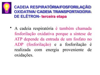 CADEIA RESPIRATÓRIA/FOSFORILAÇÃO
OXIDATIVA/ CADEIA TRANSPORTADORA
DE ELÉTRON- terceira etapa
• A cadeia respiratória é também chamada
fosforilação oxidativa porque a síntese de
ATP depende da entrada de um fosfato no
ADP (fosforilação) e a fosforilação é
realizada com energia proveniente de
oxidações.
 