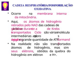CADEIA RESPIRATÓRIA/FOSFORILAÇÃO
OXIDATIVA
• Ocorre na membrana interna
da mitocôndria.
• Aqui, os átomos de hidrogênio
retirados pelo NAD das cadeias de
carbono durante a
glicólise
e
o
Ciclo
por
de Krebs
são várias
transportados
intermediárias até o
oxigênio,
molécula
s
formand
o
água e grande quantidade de ATP.
• Na realidade não são transportados
átomos de hidrogênio, mas sim
seus elétrons, obtidos da quebra do
hidrogênio em elétron e H+.
 