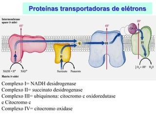 Proteínas transportadoras de elétrons
Complexo I= NADH desidrogenase
Complexo II= succinato desidrogenase
Complexo III= ubiquinona: citocromo c oxidoredutase
e Citocromo c
Complexo IV= citocromo oxidase
 