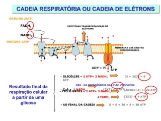 CADEIA RESPIRATÓRIA OU CADEIA DE ELÉTRONS
FADH2
MEMBRANA DAS CRISTAS
MITOCONDRIAIS
PROTEÍNAS TRANSPORTADORAS DE
ELÉTRONS
NADH2
ORIGINA 3ATP
Resultado final da
respiração celular
a partir de uma
glicose
- CICLO KREBS – 2 ATP+ 3 NADH2
2 FADH2
(2X3X3+2) = 20 ATP
(2X2) = 4 ATP
- GLICÓLISE – 2 ATP+ 2 NADH2 (2 + 2X3) = 8
ATP
OBS - NA MITOCÔNDRIA SÃO 2 AC. PIRÚVICOS
- CoA – 1 NADH2 (2X3) = 6 ATP
- AO FINAL DA CADEIA 8 + 6 + 20 + 4 = 38 ATP
ORIGINA 2ATP
 
