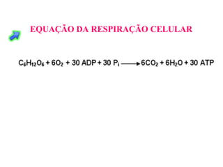 EQUAÇÃO DA RESPIRAÇÃO CELULAR
 