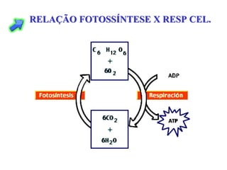 RELAÇÃO FOTOSSÍNTESE X RESP CEL.
 