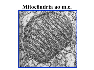 Mitocôndria ao m.e.
 