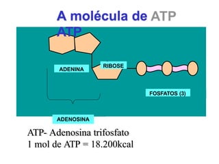 ADENINA
RIBOSE
FOSFATOS (3)
ADENOSINA
A molécula de
ATP
ATP- Adenosina trifosfato
1 mol de ATP = 18.200kcal
 
