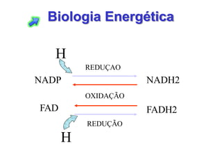 Biologia Energética
NADP NADH2
FAD FADH2
OXIDAÇÃO
REDUÇÃO
REDUÇAO
H
H
 