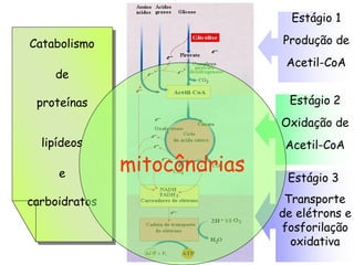 Estágio 1
Produção de
Acetil-CoA
Estágio 2
Oxidação de
Acetil-CoA
Estágio 3
Transporte
de elétrons e
fosforilação
oxidativa
Catabolismo
de
proteínas
lipídeos
e
carboidratos
mitocôndrias
 