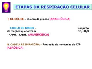 I. GLICÓLISE – Quebra da glicose (ANAERÓBICA)
II.CICLO DE KREBS - Conjunto
de reações que formam CO2 - H2O
- NAPH2 - FADH2 (ANAERÓBICA)
III. CADEIA RESPIRATÓRIA – Produção de moléculas de ATP
(AERÓBICA)
ETAPAS DA RESPIRAÇÃO CELULAR
 