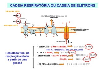 CADEIA RESPIRATÓRIA OU CADEIA DE ELÉTRONS 
NADH2 
FADH2 
MEMBRANA DAS CRISTAS MITOCONDRIAIS 
PROTEÍNAS TRANSPORTADORAS DE ELÉTRONS 
Resultado final da respiração celular a partir de uma glicose 
- GLICÓLISE – 2 ATP+ 2 NADH2 
(2 + 2X3) = 8 ATP 
- CICLO KREBS – 2 ATP+ 3 NADH2 
(2X3X3+2) = 20 ATP 
2 FADH2 
(2X2) = 4 ATP 
- CoA – 1 NADH2 
(2X3) = 6 ATP 
- AO FINAL DA CADEIA 
8 + 6 + 20 + 4 = 38 ATP 
OBS - NA MITOCÔNDRIA SÃO 2 AC. PIRÚVICOS 
ORIGINA 3ATP 
ORIGINA 2ATP  