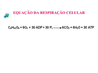 EQUAÇÃO DA RESPIRAÇÃO CELULAR  
