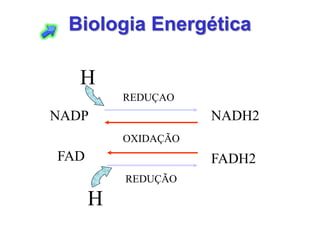 Biologia Energética 
NADP 
NADH2 
FAD 
FADH2 
OXIDAÇÃO 
REDUÇÃO 
REDUÇAO 
H 
H  