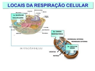 LOCAIS DA RESPIRAÇÃO CELULAR 
CRISTAS 
MATRIZ 
2a. CICLO DE KREBS 
3a. CADEIA 
RESPIRATÓRIA 
1a. GLICÓLISE 
HIALOPLASMA 
M I T O C Ô N D R I A S 
MEMBRANA EXTERNA 
MEMBRANA INTERNA  