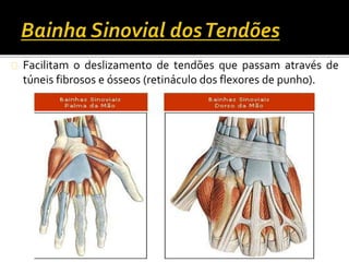 Facilitam o deslizamento de tendões que passam através de 
túneis fibrosos e ósseos (retináculo dos flexores de punho). 
 