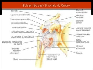Aula 7   sist. articular estagio