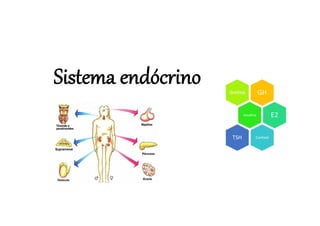 Sistema endócrino
 
