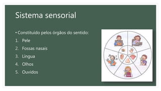 Sistema sensorial - anatomia humana