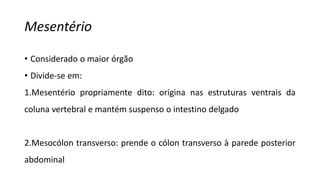 Mesentério
• Considerado o maior órgão
• Divide-se em:
1.Mesentério propriamente dito: origina nas estruturas ventrais da
coluna vertebral e mantém suspenso o intestino delgado
2.Mesocólon transverso: prende o cólon transverso à parede posterior
abdominal
 