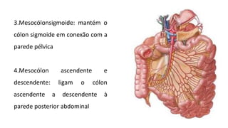 3.Mesocólonsigmoide: mantém o
cólon sigmoide em conexão com a
parede pélvica
4.Mesocólon ascendente e
descendente: ligam o cólon
ascendente a descendente à
parede posterior abdominal
 