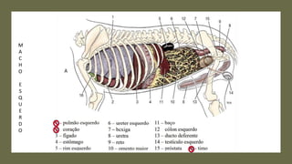 M
A
C
H
O
E
S
Q
U
E
R
D
O
 
