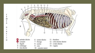 F
Ê
M
E
A
D
I
R
E
I
T
O
 