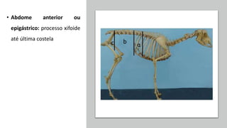 • Abdome anterior ou
epigástrico: processo xifoide
até última costela
 