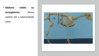 • Abdome médio ou
mesogástrico: última
costela até a tuberosidade
coxal
 