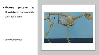 • Abdome posterior ou
hipogástrico: tuberosidade
coxal até o pubis
* Cavidade pélvica
 