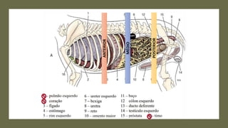 ANTERIOR
MÉDIO
POSTERIOR
 